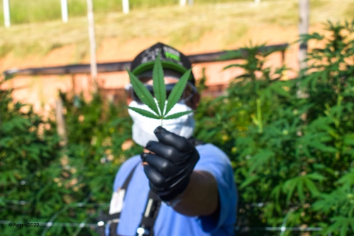 Primeiro Encontro da APEPI em Paty do Alferes debate cannabis medicinal e mostra impacto da atividade na região